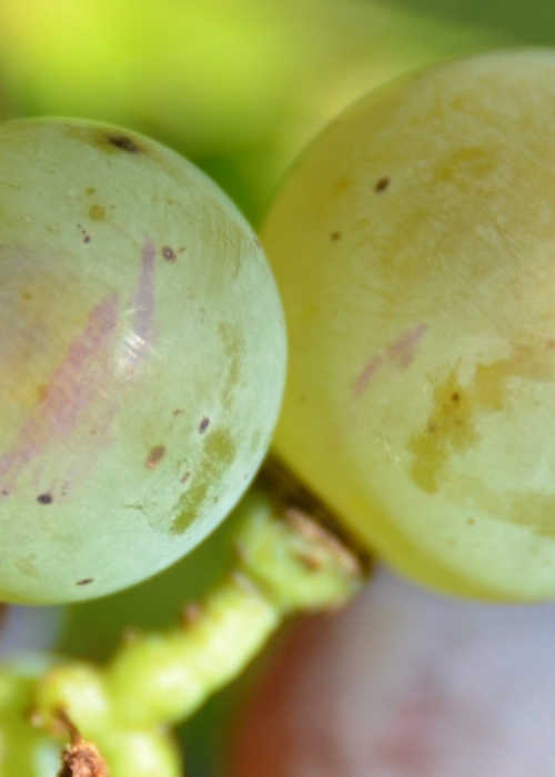 Roter Riesling Mutation ANT 6309